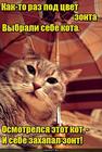 https://lolkot.ru/2017/01/26/dlya-chego-kotu-zont/