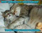 https://lolkot.ru/2017/05/22/dobivatelnyy-talant/