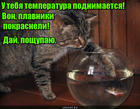https://lolkot.ru/2016/09/22/doktor-zachem-vy-menya-lapayete/