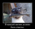 https://lolkot.ru/2012/08/12/dolzhno-byt-schaste/