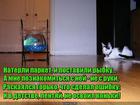 https://lolkot.ru/2016/11/21/domashniy-katok/