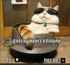https://lolkot.ru/2011/05/24/domashniy-solyariy/