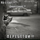 https://lolkot.ru/2012/09/20/domashnyaya-zagotovka/