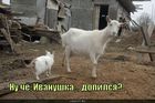 https://lolkot.ru/2011/05/09/dopilsya/