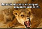 https://lolkot.ru/2012/11/14/dorogoy-ty-opyat-ne-zakryl-kryshku-unitaza/