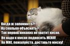 https://lolkot.ru/2017/06/16/dostavka-do-yedy/
