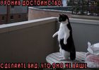 https://lolkot.ru/2011/05/11/dostoinstvo/