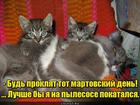 https://lolkot.ru/2016/01/13/dosug/