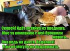 https://lolkot.ru/2015/11/17/dozapravka/