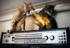 https://lolkot.ru/2011/05/16/drakoshka/