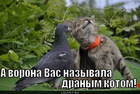https://lolkot.ru/2011/06/08/dranyy-kot/