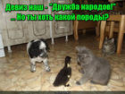 https://lolkot.ru/2016/10/30/druzhba-porodov/