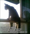 https://lolkot.ru/2011/05/02/duh-avantyurizma/