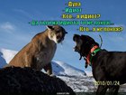 https://lolkot.ru/2011/11/22/dura-idiot-kto-ya-idiot/