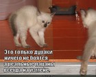 https://lolkot.ru/2012/03/26/duraki-nichego-ne-boyatsya/