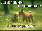 https://lolkot.ru/2014/12/06/dve-naglyye-ryzhiye/