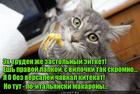 https://lolkot.ru/2016/11/20/dzhentlmen-ponevole/