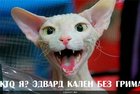 https://lolkot.ru/2010/07/23/edvard-kalen/