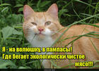 https://lolkot.ru/2016/11/30/ekologicheskiye-pampasy/