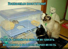 https://lolkot.ru/2011/04/22/eksponaty-ne-trogat/