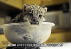 https://lolkot.ru/2012/01/26/ekzotichesskiye-blyuda/