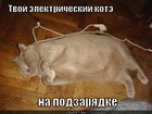https://lolkot.ru/2011/11/09/elektricheskiy-kote/