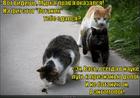 https://lolkot.ru/2015/08/08/entomolog/