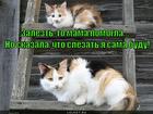 https://lolkot.ru/2015/04/27/etazh-dlya-kota-zh/