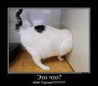 https://lolkot.ru/2013/03/21/eto-chto-3/