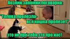 https://lolkot.ru/2016/04/08/eto-ne-pro-vas/