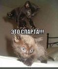 https://lolkot.ru/2011/04/20/eto-sparta/