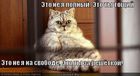 https://lolkot.ru/2011/12/08/eto-ty-toschiy/