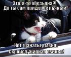 https://lolkot.ru/2013/09/02/eto-ya-to-obezyana-da-ty-sam-pridurok-pyanyy-net-granaty-u-menya-skroysya-zhirnaya-svinya/