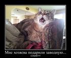 https://lolkot.ru/2014/02/22/figa-sebe/