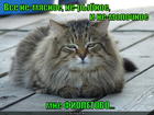 https://lolkot.ru/2015/04/25/fioletovo/