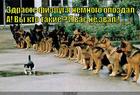 https://lolkot.ru/2015/07/18/fizruk/