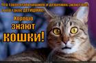 https://lolkot.ru/2014/09/29/fobiya-massovogo-skopleniya-detey/