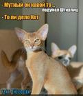 https://lolkot.ru/2024/10/27/fonovaya-mut/