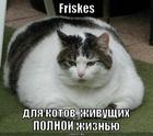 https://lolkot.ru/2010/10/03/friskes/