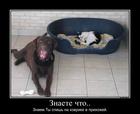 https://lolkot.ru/2013/09/07/fuf-2/