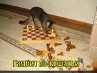 https://lolkot.ru/2011/02/18/gambit-po-koshachi/