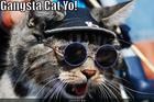 https://lolkot.ru/2012/11/27/gangsta-cat-yo/