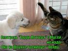 https://lolkot.ru/2015/05/05/garri-kotter-i-filosofskaya-kolbasa/
