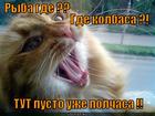 https://lolkot.ru/2012/10/17/gde-6/
