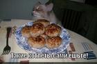 https://lolkot.ru/2015/09/27/gde-kotlety-dlya-kota/