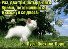 https://lolkot.ru/2017/06/01/gde-leto/