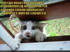 https://lolkot.ru/2011/06/14/gde-pehota-ne-proydet/