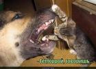 https://lolkot.ru/2011/04/17/gemorroy/