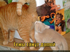 https://lolkot.ru/2012/01/25/geny-tyanut-domoy/
