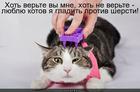 https://lolkot.ru/2013/09/23/gladit-protiv-shersti/